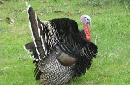 &iquest;De d&oacute;nde viene la tradici&oacute;n del pavo?